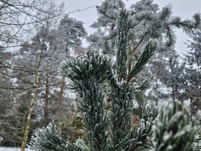 Pinus aristata borovice osinatá